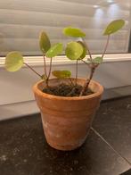 Pannenkoekenplant 3 stekjes, Huis en Inrichting, Kamerplanten, Ophalen, Overige soorten, Halfschaduw, In pot