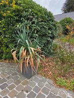 Yucca plant, Tuin en Terras, Ophalen