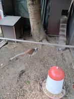 Nog 1 haan lady amherst fazant