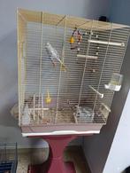 Valkparkiet, Dieren en Toebehoren, Vogels | Parkieten en Papegaaien