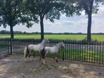 Twee prachtige Welsh A jaarlingen, Merrie, A pony (tot 1.17m), Gechipt, 0 tot 2 jaar