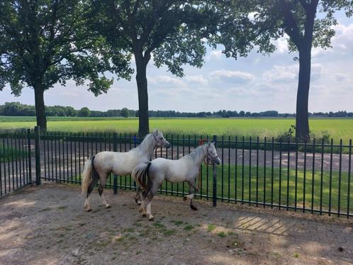 Twee prachtige Welsh A jaarlingen, Dieren en Toebehoren, Pony's, Merrie, A pony (tot 1.17m), 0 tot 2 jaar, Gechipt, Ontwormd