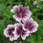 groot kaasjeskruid ( Malva sylvestris Zebrina) zaden 1gr, Graine, Plein soleil, Printemps, Enlèvement ou Envoi