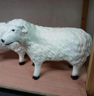 Lammetjes beschikbaar voor biedingen