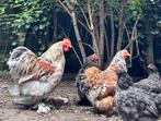 Cochin kippen te koop, Dieren en Toebehoren, Pluimvee, Meerdere dieren, Kip