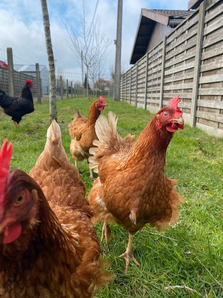 Broedeieren legkippen, Animaux & Accessoires, Volatiles, Poule ou poulet, Plusieurs animaux