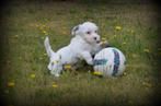 Boomer pups, Dieren en Toebehoren, België, Maltezer, CDV (hondenziekte), 8 tot 15 weken