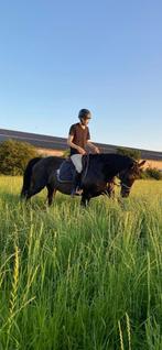 KWPN Star Mare (Brookmare), Animaux & Accessoires, Cheval de dressage, 11 ans ou plus, M, 165 à 170 cm