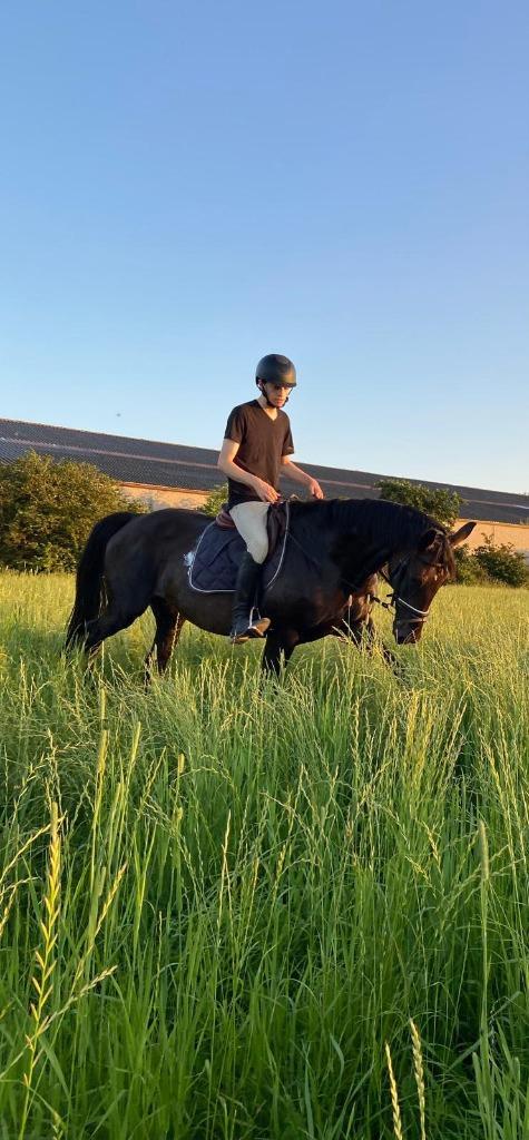 KWPN Star Mare (Brookmare), Animaux & Accessoires, Chevaux, Jument, M, 165 à 170 cm, 11 ans ou plus, Cheval de dressage, Avec pedigree