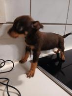 Chihuahua, Dieren en Toebehoren, Honden | Chihuahua's en Gezelschapshonden, België, Particulier, Reu, CDV (hondenziekte)