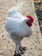 Mechelse koekoek haan wit, Dieren en Toebehoren, Mannelijk, Kip