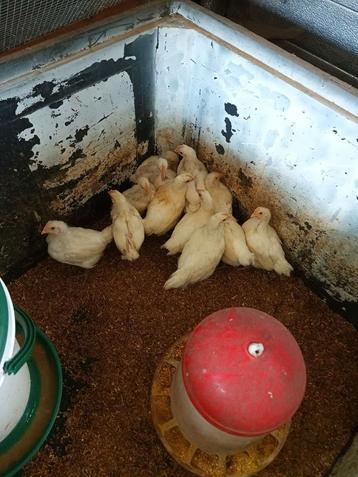 Poule de bresse kuikens, Dieren en Toebehoren