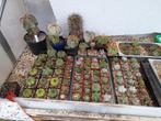 Astrophytum  cactussen  te koop, Huis en Inrichting, Kamerplanten, Cactus, Minder dan 100 cm, Ophalen of Verzenden, Bloeiende kamerplant