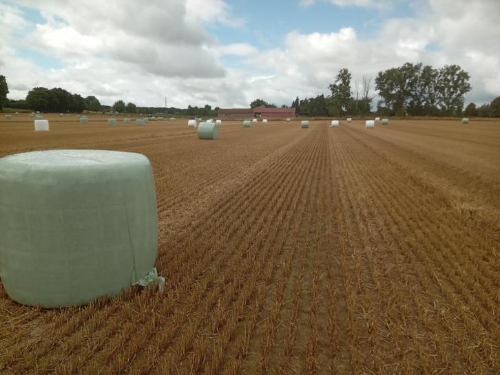 TARWE STRO, Zakelijke goederen, Landbouw | Veevoer, Ophalen of Verzenden