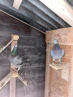 Couple des Pigeon voyageurs, Enlèvement ou Envoi