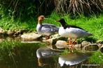 Chinese zaagbek, Dieren en Toebehoren, Pluimvee, Vrouwelijk, Eend