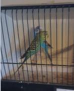 Grasparkieten, Dieren en Toebehoren, Vogels | Parkieten en Papegaaien, Meerdere dieren, Parkiet, Geringd