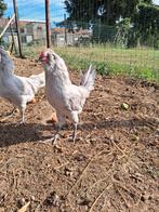 Araucana Lavendel haan, Mannelijk, Kip