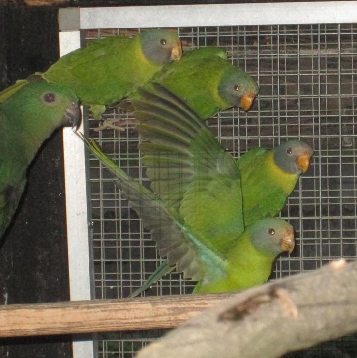 pruimkop parkieten, Dieren en Toebehoren, Vogels | Parkieten en Papegaaien, Parkiet, Meerdere dieren, Geringd