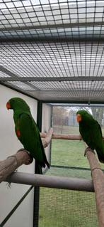 Edelpapegaaien, Mâle, Perroquet, Bagué