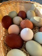 Broedeieren kleurleggers, Dieren en Toebehoren, Vrouwelijk, Kip