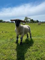 2 croisements entre bélier et agneau, Animaux & Accessoires, Mouton, Mâle, 0 à 2 ans