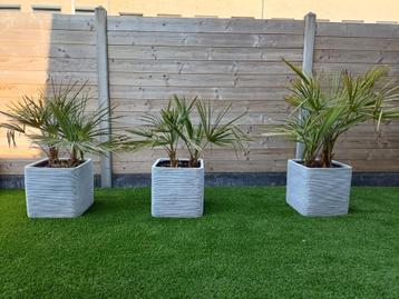 Palmbomen, Pierre, Enlèvement, Jardin, Moins de 60 cm