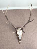 Groot gewei hert, Huis en Inrichting, Ophalen