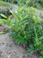 Prunus laurocerasus 'Rotundifolia' = paplaurier, Tuin en Terras, Ophalen