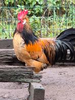 Volaille - Hooden brabantse, caille - Coqs à partir de 2025