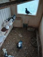 Duiven, Dieren en Toebehoren, Meerdere dieren, Overige soorten