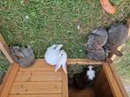 Lapins jolie, Animaux & Accessoires, Lapins, Plusieurs animaux, Grand, 0 à 2 ans