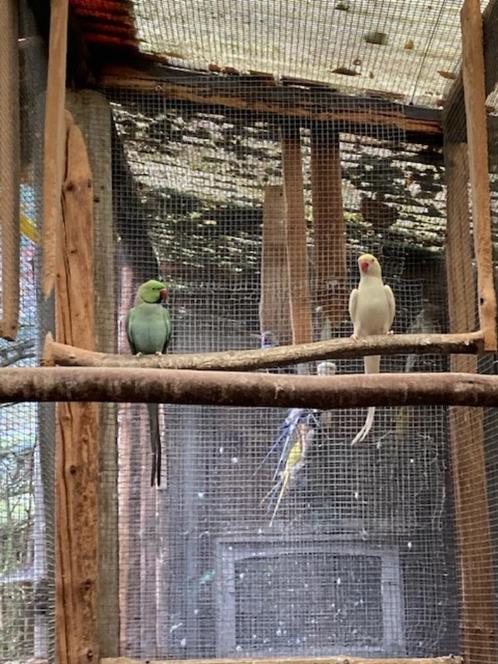 halsbandparkieten, Dieren en Toebehoren, Vogels | Parkieten en Papegaaien, Parkiet, Geringd