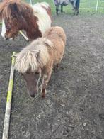 Mini paardjes, Dieren en Toebehoren