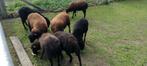 schapen, Dieren en Toebehoren, Meerdere dieren, Schaap, 3 tot 5 jaar