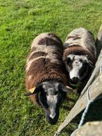 Baggerbonte schapen, Dieren en Toebehoren, Schapen, Geiten en Varkens, Mannelijk, Schaap, 0 tot 2 jaar