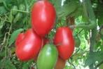 5 zaden tomaat Donkey ears, Tuin en Terras, Voorjaar, Zaad, Verzenden