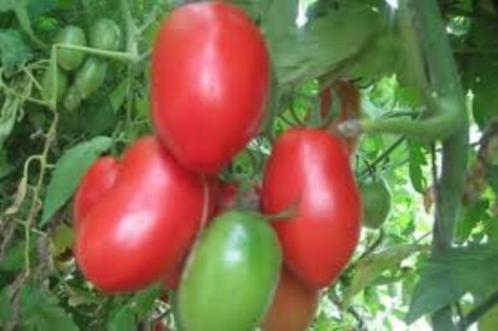 5 graines de tomates Oreilles d'âne, Jardin & Terrasse, Bulbes & Semences, Graine, Printemps, Envoi