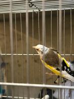 Song Kadouss van Eagle Head School, Dieren en Toebehoren, Vogels | Overige Vogels, Mannelijk, Wildzangvogel, Geringd