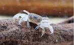 Dwerg Ghost krab ideaal voor bij garnalen, Kreeft, Krab of Garnaal, Zoetwatervis, Schoolvis
