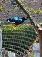 1-1 driekleurglansspreeuw lamprotornis superbus, Dieren en Toebehoren, Vogels | Overige Vogels, Meerdere dieren, Tropenvogel