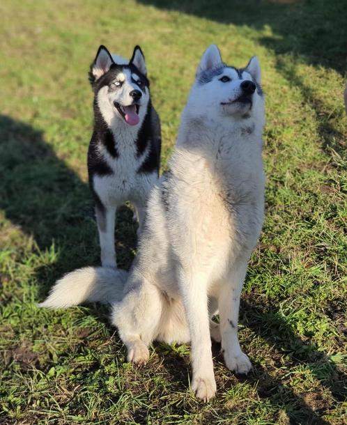 Siberische husky reu met stamboom, Animaux & Accessoires, Chiens | Huskys, Loulous & Types primitifs, Chien (mâle), Chien de traîneau