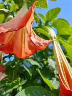 Brugmansia roos enkelvoudig, Tuin en Terras, Vaste plant, Halfschaduw, Zomer, Ophalen