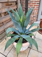 Agave Americana, sanseveria, cactus kleine en grote planten, Ophalen, Cactus