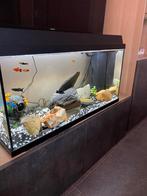 Juwel Aquarium, Ophalen, Zo goed als nieuw