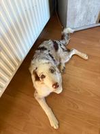 Border collie reu 10 maand, Dieren en Toebehoren, Honden | Herdershonden en Veedrijvers, België, Fokker | Hobbymatig, 15 weken tot 1 jaar
