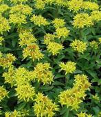 Sedum à fleurs jaunes - pot 23-25 cm, Enlèvement, Couvre-sol, Mi-ombre, Plante fixe