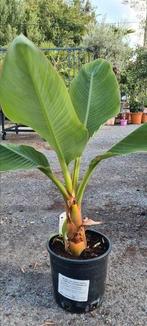 Lotusbanaan - Lasiocarpa, Ophalen