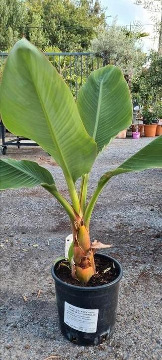 Lotusbanaan - Lasiocarpa, Tuin en Terras, Planten | Fruitbomen, Ophalen