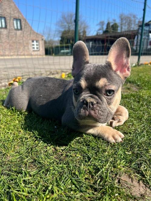 Franse bulldog pups, Dieren en Toebehoren, Honden | Bulldogs, Pinschers en Molossers, Meerdere dieren, Bulldog, Fokker | Professioneel